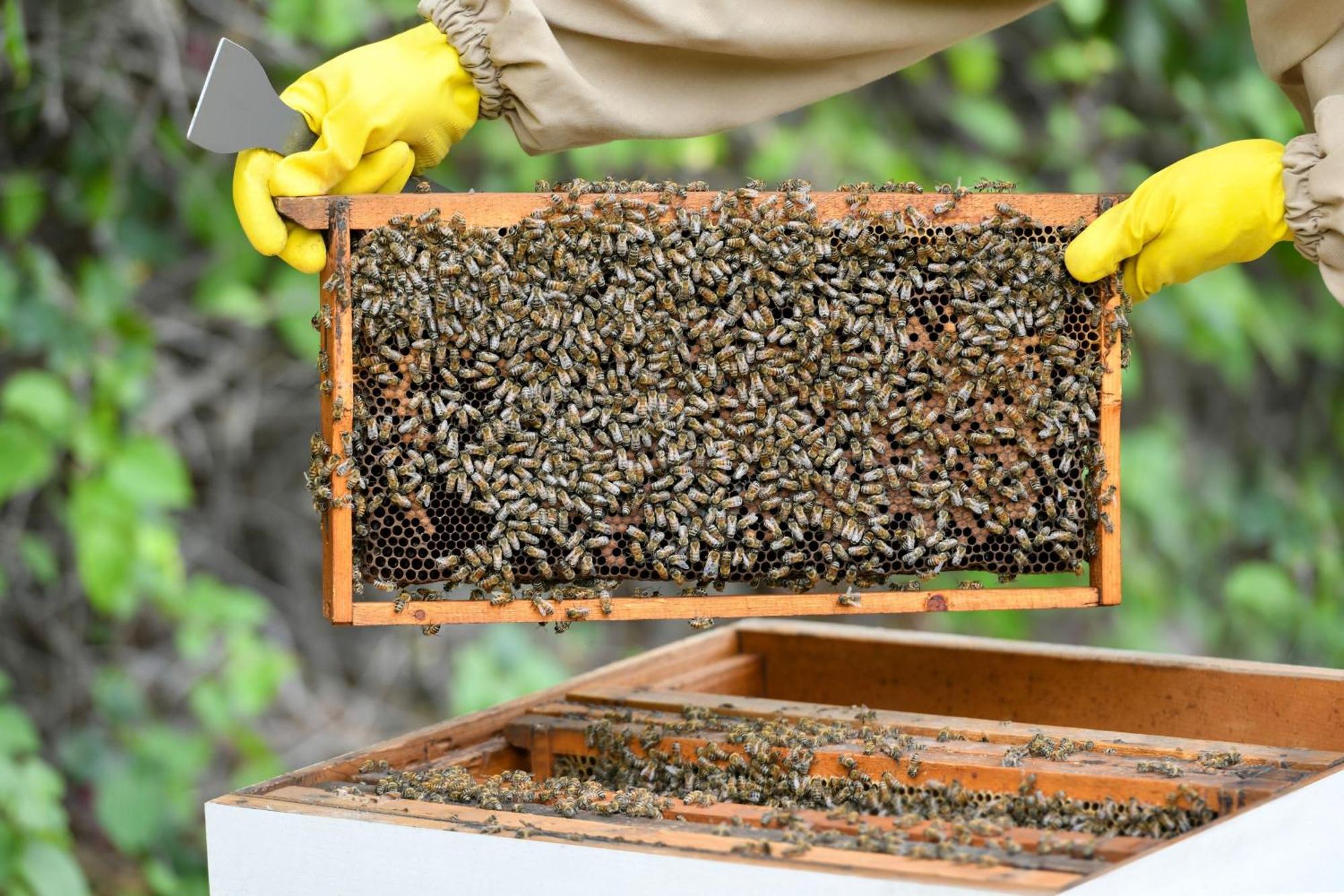 沙迦度假村及水疗中心,丽思卡尔顿酒店 多哈 外观 照片 Beekeeping